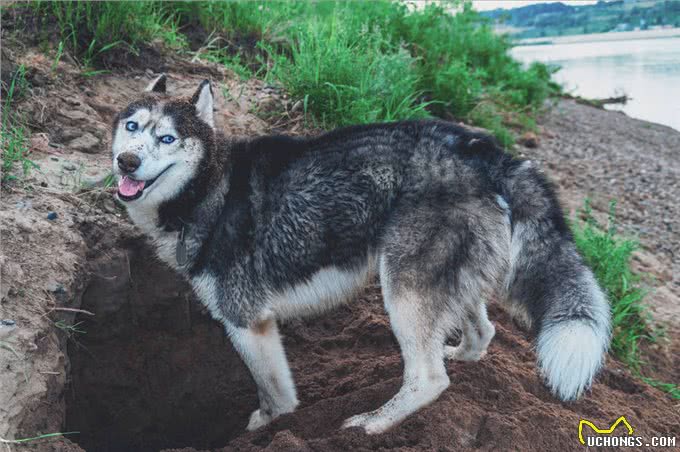 体味大的几种狗,做好洗护,依旧有味