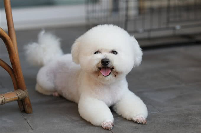 体味大的几种狗,做好洗护,依旧有味