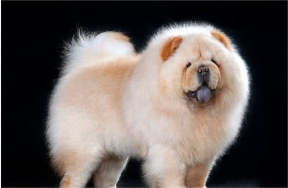 松狮犬的饮食及误区介绍