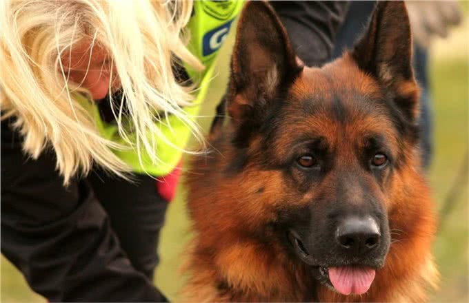 警犬界的佼佼者，德国牧羊犬，这5个优点值得你饲养