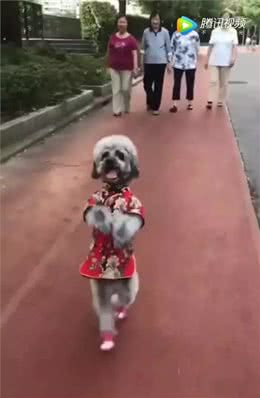 你凭什么让狗直立行走?