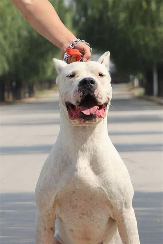 为什么说养狗千万别养杜高犬,这几点你承受不来!