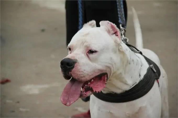 为什么说养狗千万别养杜高犬,这几点你承受不来!