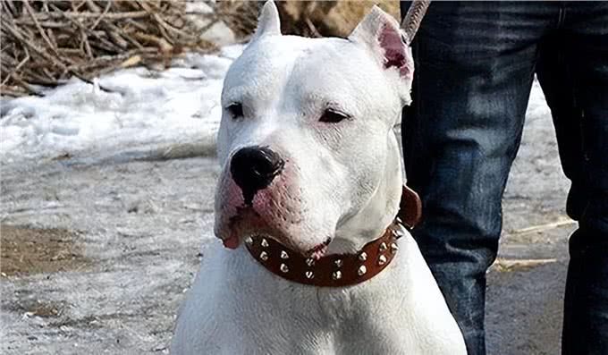 为什么说养狗千万别养杜高犬,这几点你承受不来!