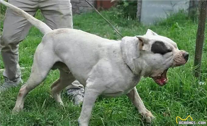 为什么说养狗千万别养杜高犬,这几点你承受不来!