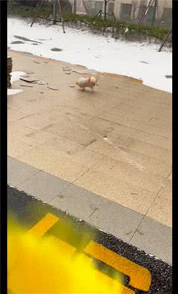 下雪起风了狗狗还执意出门，刚走出去就回不来了，在原地打滑漂移