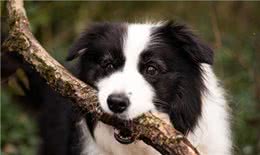 边境牧羊犬修剪毛发的具体步骤是什么?我教你