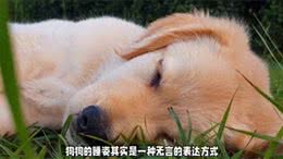 狗狗睡姿大揭秘:你家汪星人如何表达爱意