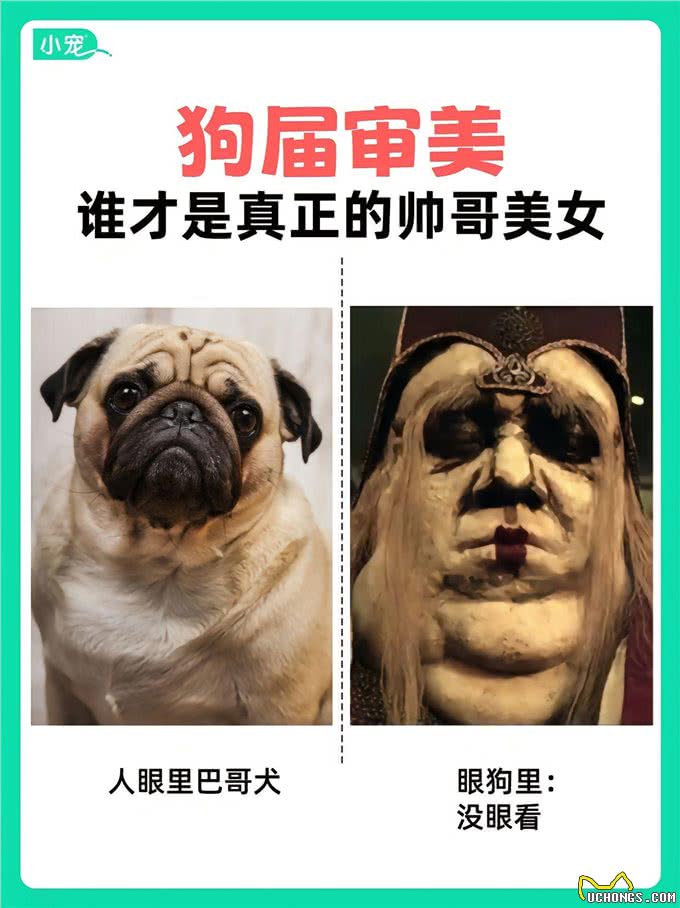 学到了!狗狗也有自己的选美标准?看看你家毛孩子是什么类型?