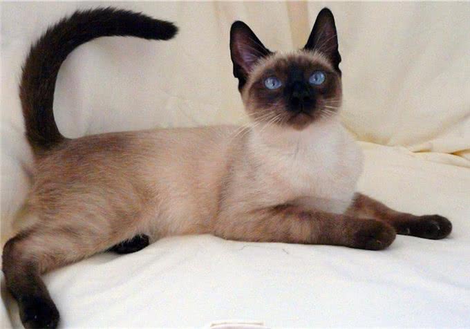 三大猫咪与狗狗疫苗的谣言，多年来踩过的坑，你遇到过几个?