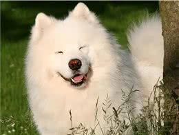 萨摩耶犬的缺点与优点，养之前要考虑清楚