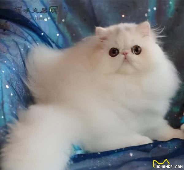 猫咪鉴赏陪伴在我们身边的小精灵—波斯猫