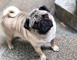 不知道什么狗好养的话?可以看这里