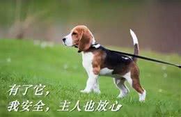 一条牵引带引发的10大后果，家有萌宠的狗爸狗妈们可千万要注意
