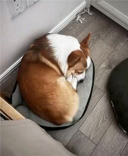 狗狗的地盘之争