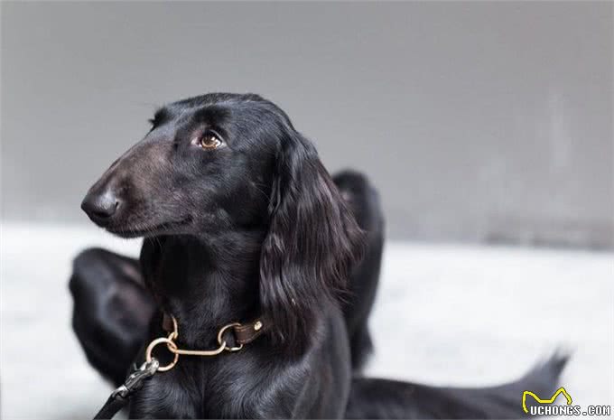 哮天犬—中国细犬，为何走向没落?