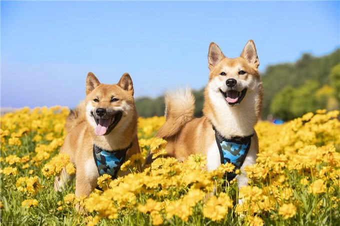 柴犬和秋田犬的区别，你知道吗?