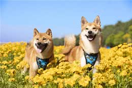 柴犬和秋田犬的区别，你知道吗?