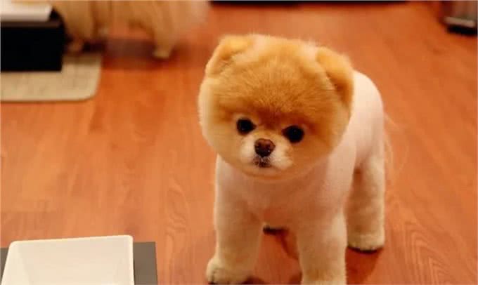 狗狗的小科普