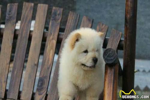 松狮幼犬的喂养方法