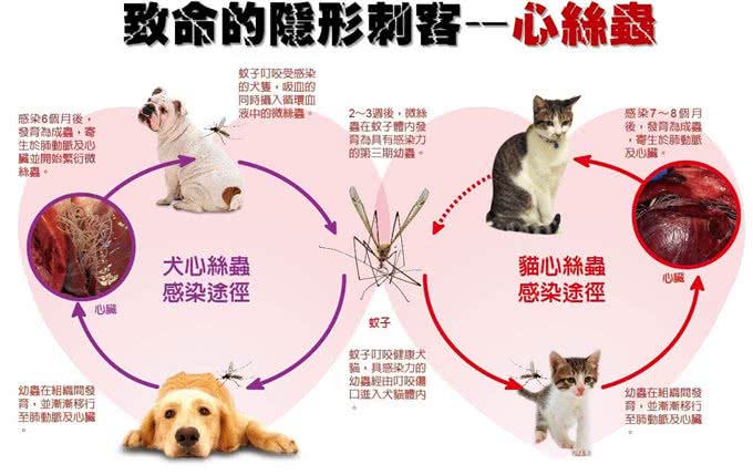 犬寄生虫病实用手册—心丝虫病