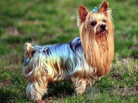 最适合妹子养的10种小型犬，不过养泰迪，要好好考虑!