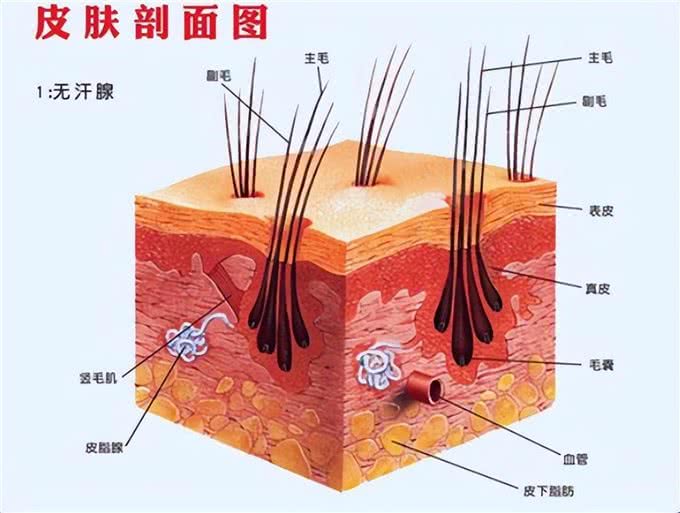 给狗在家洗澡很难吗?新手也能洗完一只狗狗的小技巧~