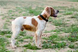 一只顽强的布列塔尼猎犬，只剩三条腿后，学会了直立行走