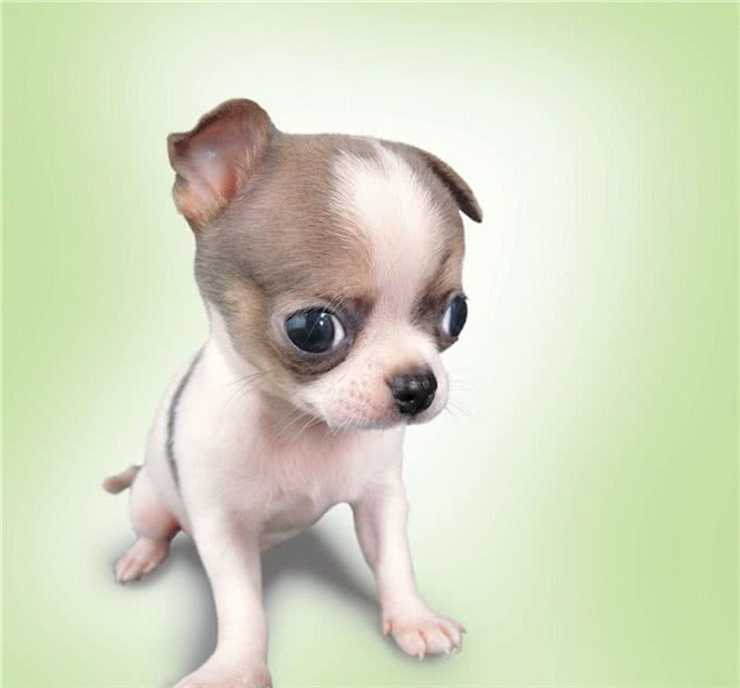 想养只小型犬不知道怎么选?这五种优秀品种供您选择