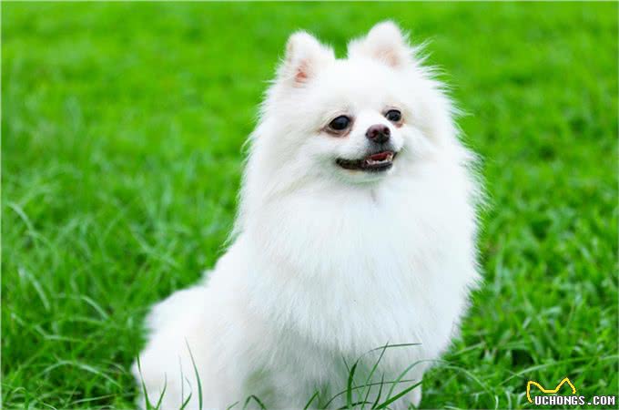 想养只小型犬不知道怎么选?这五种优秀品种供您选择