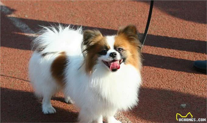 想养只小型犬不知道怎么选?这五种优秀品种供您选择