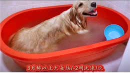 怎么养狗狗才能少生病?