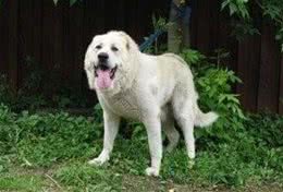 高加索猎狼犬，不一样的巨型猛犬，你见过吗?