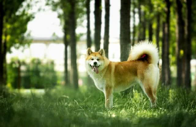 狗狗可以感知到主人的喜怒哀乐吗?