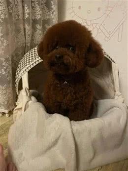 狗狗糖尿病怎么检查?