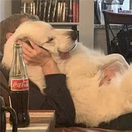 为你介绍警犬的培养与训练