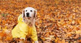 狗狗冬天要穿衣服吗