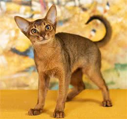 猫咪智商排行榜!阿比西尼亚猫智商第二，你知道吗?