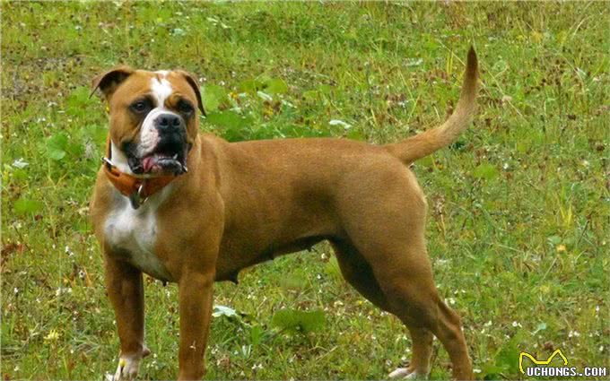 人人都想养但却被禁的十大犬种，世界十大禁养猛犬排行榜