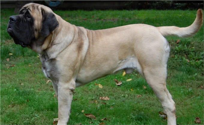 人人都想养但却被禁的十大犬种，世界十大禁养猛犬排行榜