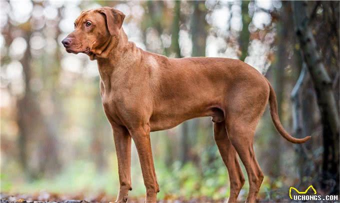 人人都想养但却被禁的十大犬种，世界十大禁养猛犬排行榜