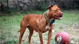 人人都想养但却被禁的十大犬种，世界十大禁养猛犬排行榜