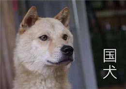 最忠诚的7大狗狗，为了保护你的安全，连命都可以不要