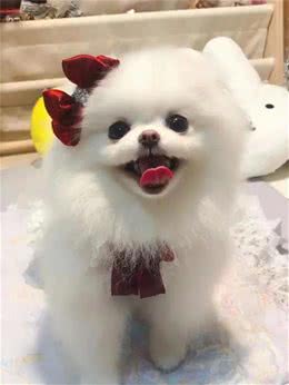 狗狗心脏病真的很常见，铲屎官别太担心!