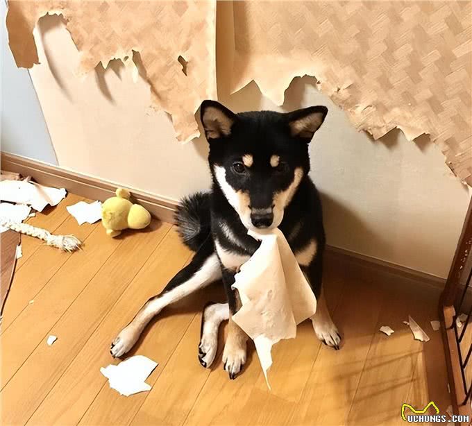 惯狗如杀狗，被宠坏的狗，多半会有这些坏习惯!