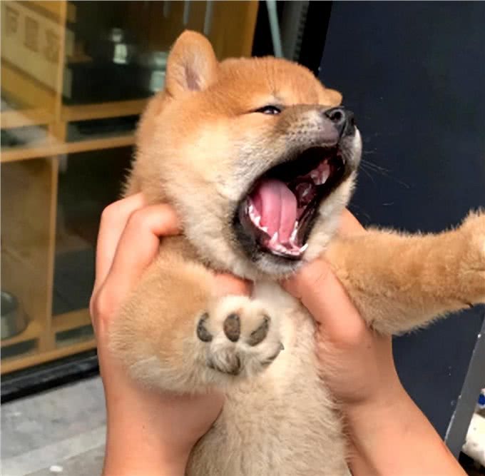 惯狗如杀狗，被宠坏的狗，多半会有这些坏习惯!