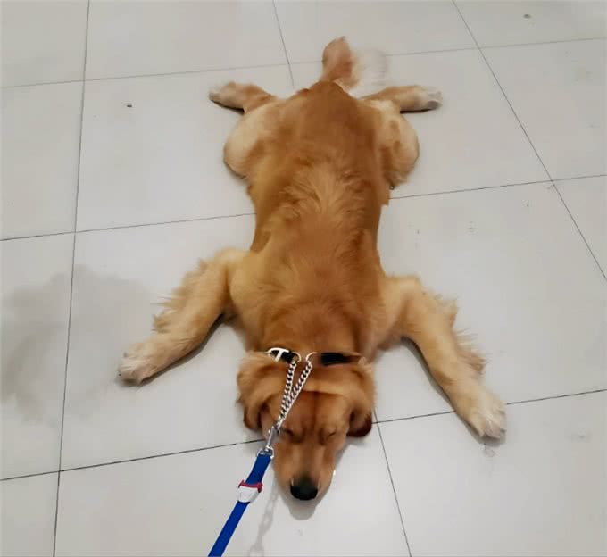 惯狗如杀狗，被宠坏的狗，多半会有这些坏习惯!