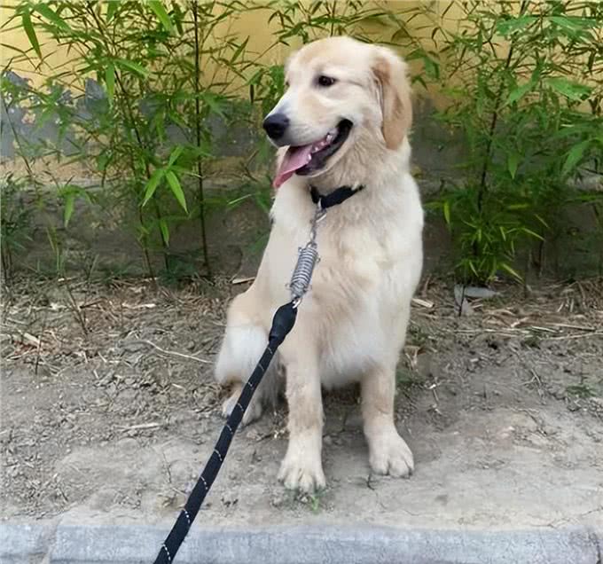 惯狗如杀狗，被宠坏的狗，多半会有这些坏习惯!