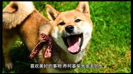 你家狗的性格，可以提现出你的性格