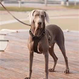 大丹犬在中国可以养吗及饲养注意事项
